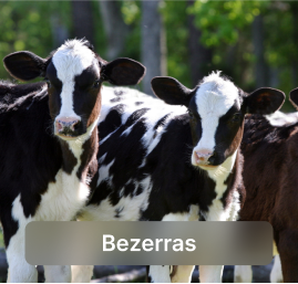 bezerras